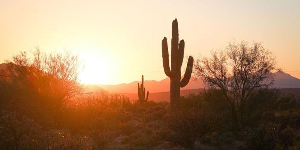 Phoenix AZ